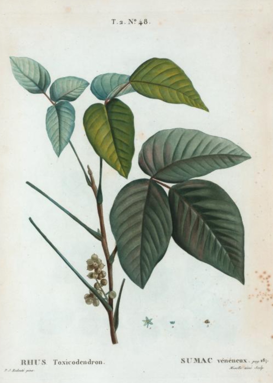 Anacardium orientale